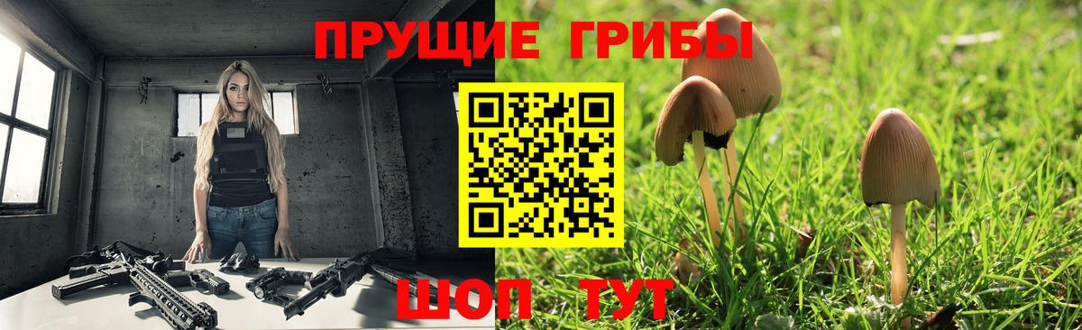 Псилоцибиновые грибы Psilocybine cubensis Бирск